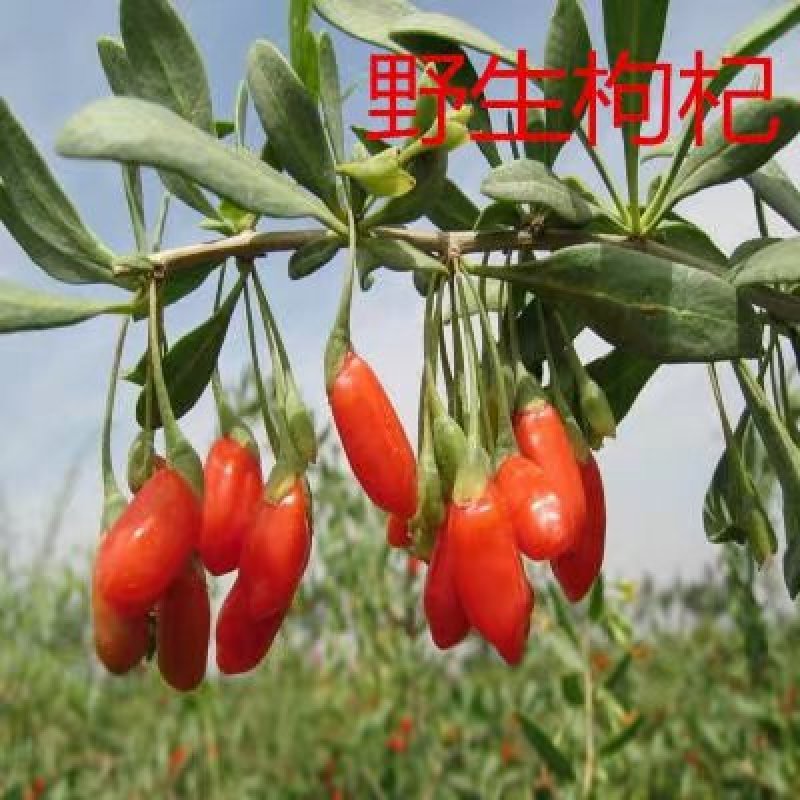 红枸杞树苗北方南方种植当年结果阳台食用盆栽盆景地栽庭