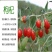 红枸杞树苗北方南方种植当年结果阳台食用盆栽盆景地栽庭