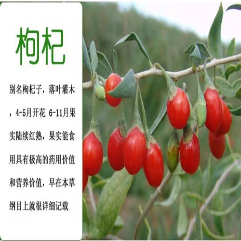 红枸杞树苗北方南方种植当年结果阳台食用盆栽盆景地栽庭
