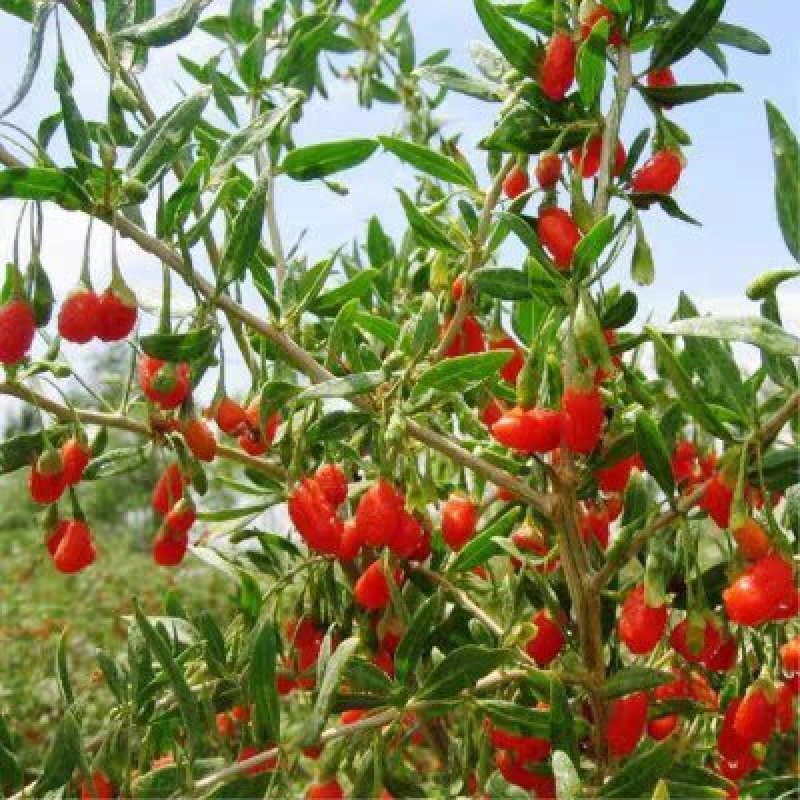 红枸杞树苗北方南方种植当年结果阳台食用盆栽盆景地栽庭