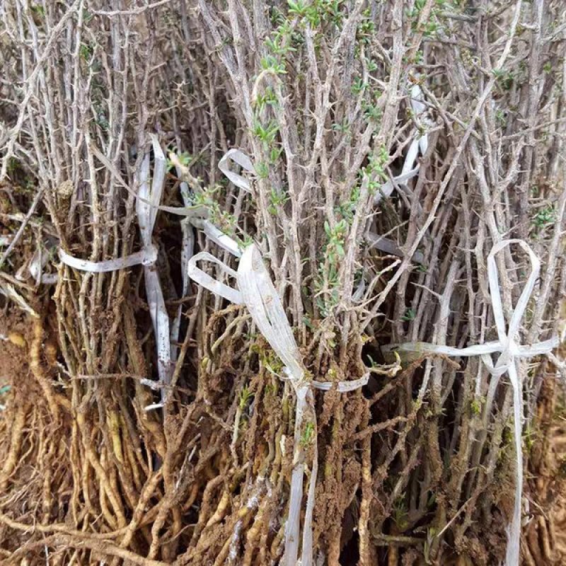 红枸杞树苗北方南方种植当年结果阳台食用盆栽盆景地栽庭