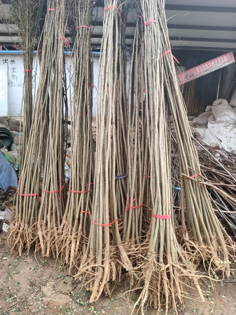 合欢树苗合欢苗盆栽合欢树苗绿化工程