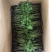 黄秋葵种苗，水果秋葵，普通秋葵苗。支持预订
