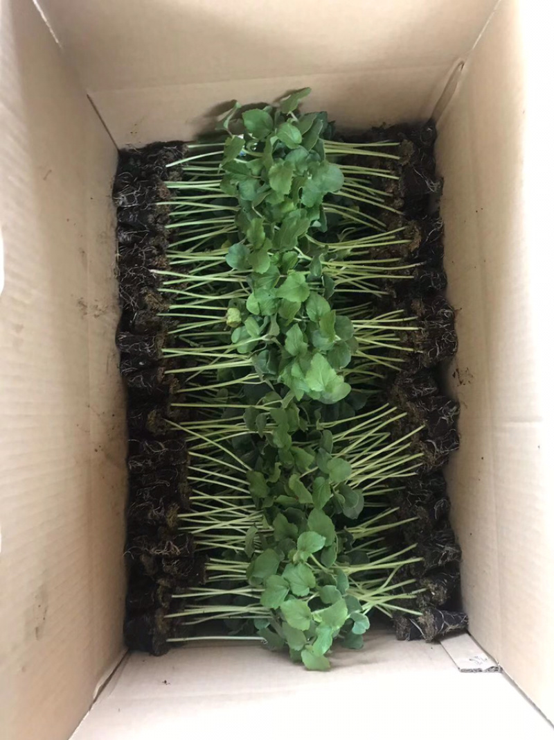 黄秋葵种苗，水果秋葵，普通秋葵苗。支持预订