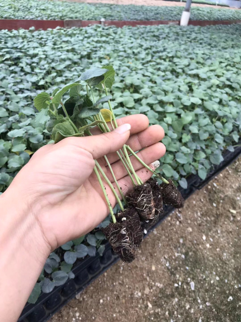 黄秋葵种苗，水果秋葵，普通秋葵苗。支持预订