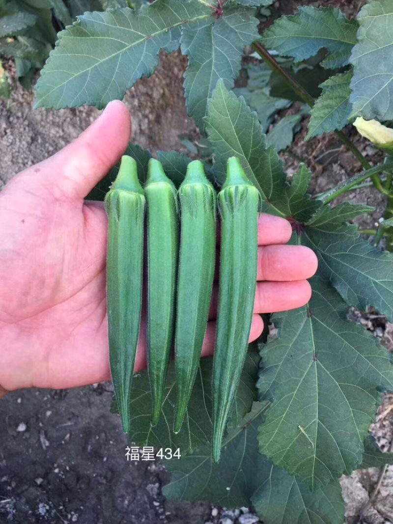 黄秋葵种苗，水果秋葵，普通秋葵苗。支持预订