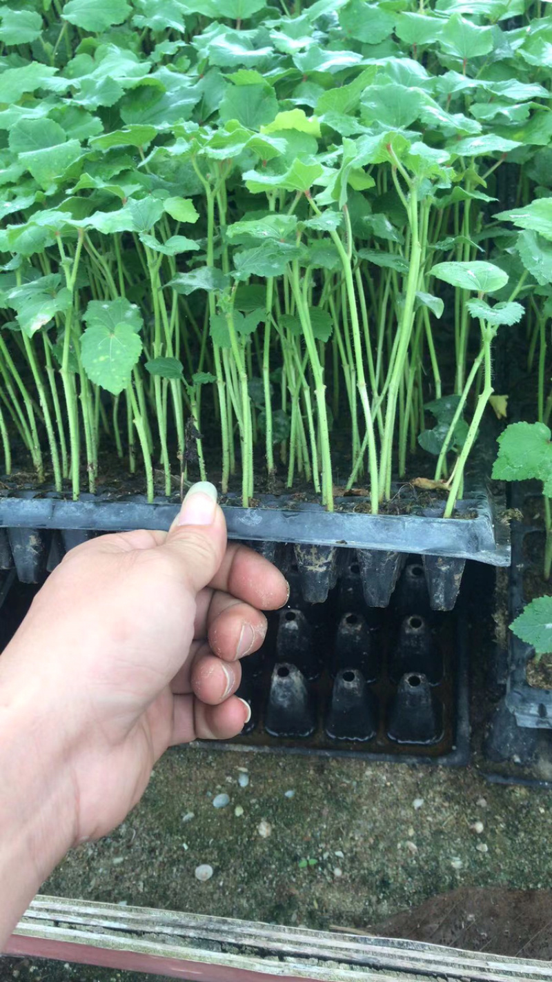 黄秋葵种苗，水果秋葵，普通秋葵苗。支持预订