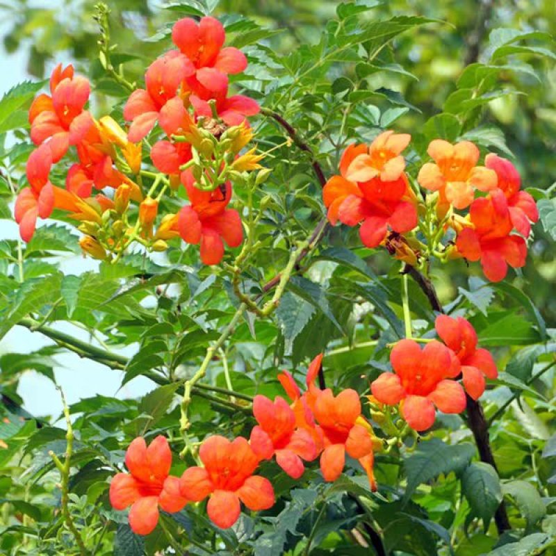 爬藤植物炮仗花苗盆栽四季常绿爬藤植物攀爬植物庭院围墙凌霄