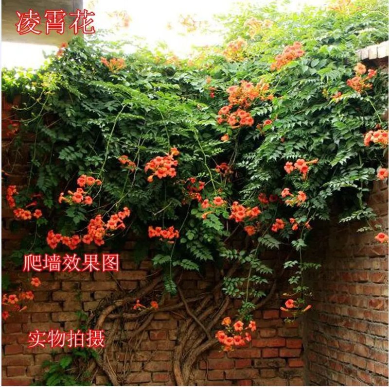 爬藤植物炮仗花苗盆栽四季常绿爬藤植物攀爬植物庭院围墙凌霄