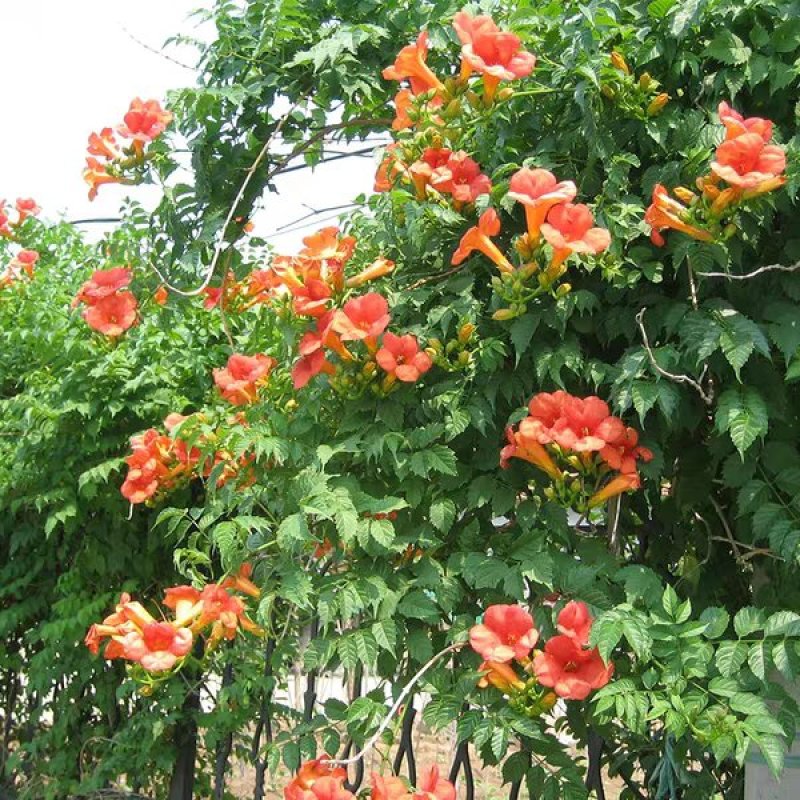 爬藤植物炮仗花苗盆栽四季常绿爬藤植物攀爬植物庭院围墙凌霄