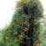 爬藤植物炮仗花苗盆栽四季常绿爬藤植物攀爬植物庭院围墙凌霄