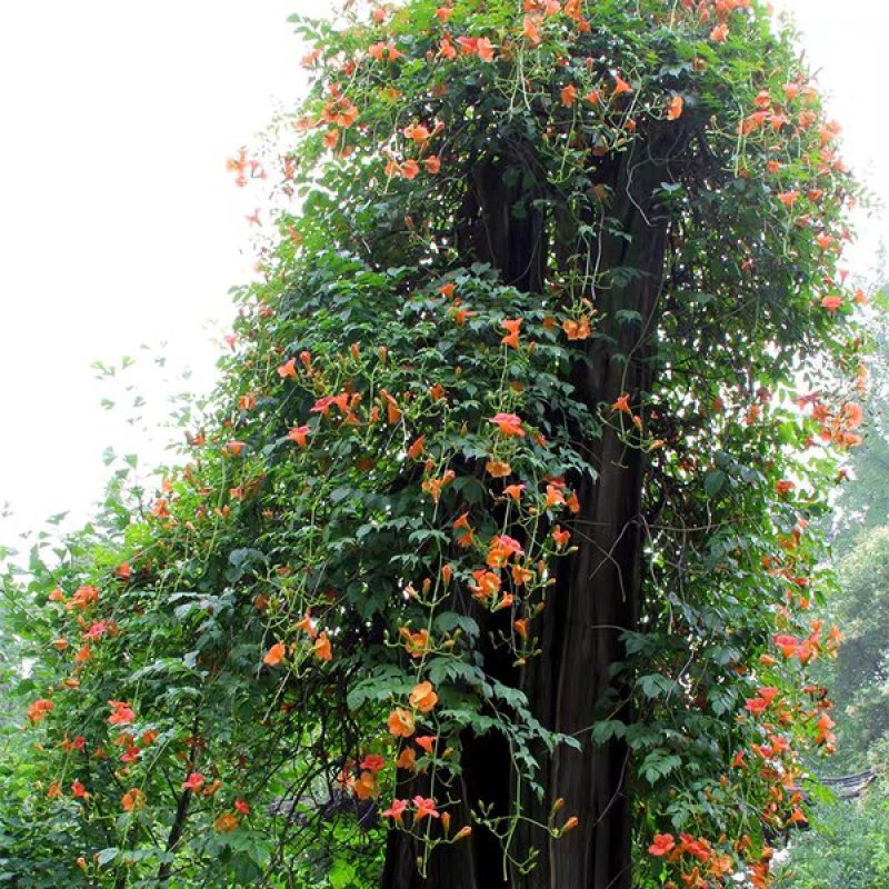 爬藤植物炮仗花苗盆栽四季常绿爬藤植物攀爬植物庭院围墙凌霄