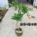 爬藤植物炮仗花苗盆栽四季常绿爬藤植物攀爬植物庭院围墙凌霄