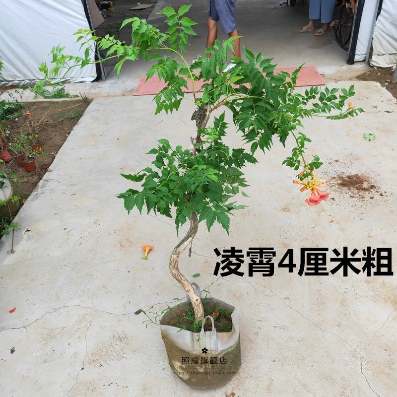 爬藤植物炮仗花苗盆栽四季常绿爬藤植物攀爬植物庭院围墙凌霄