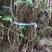 爬藤植物炮仗花苗盆栽四季常绿爬藤植物攀爬植物庭院围墙凌霄