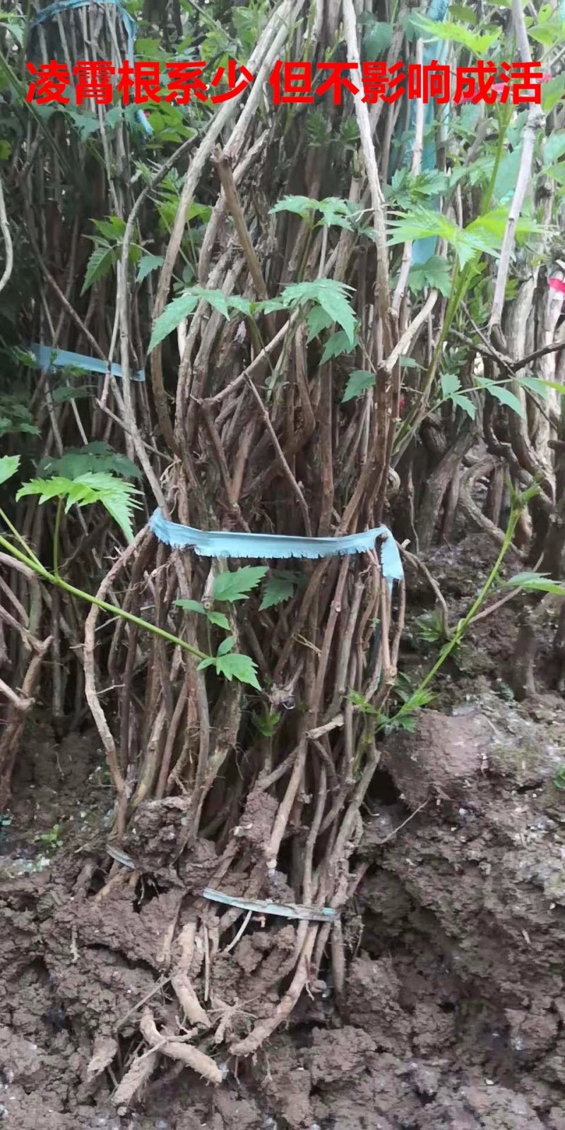 爬藤植物炮仗花苗盆栽四季常绿爬藤植物攀爬植物庭院围墙凌霄