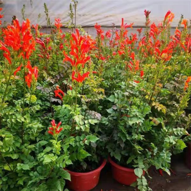 爬藤植物炮仗花苗盆栽四季常绿爬藤植物攀爬植物庭院围墙凌霄