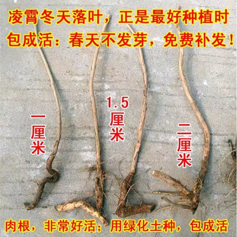 爬藤植物炮仗花苗盆栽四季常绿爬藤植物攀爬植物庭院围墙凌霄