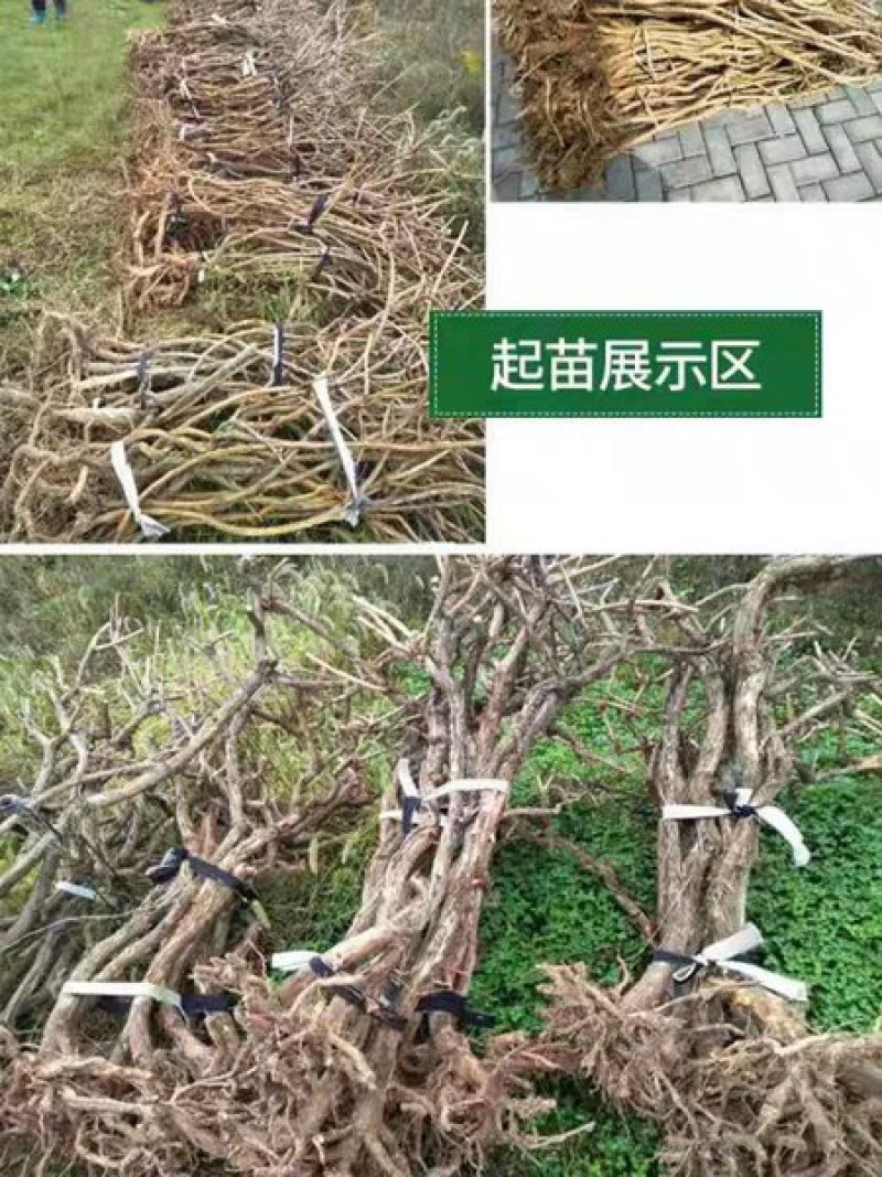 爬藤植物炮仗花苗盆栽四季常绿爬藤植物攀爬植物庭院围墙凌霄
