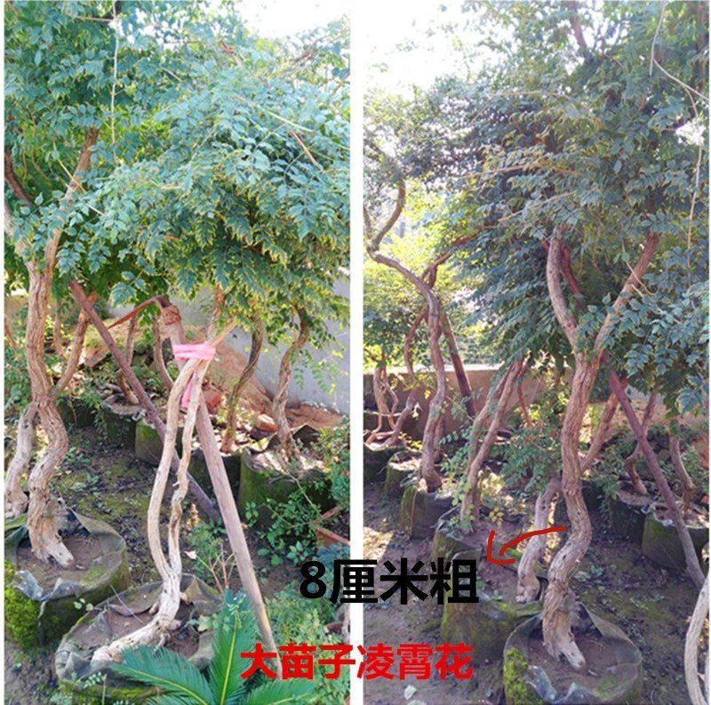 爬藤植物炮仗花苗盆栽四季常绿爬藤植物攀爬植物庭院围墙凌霄