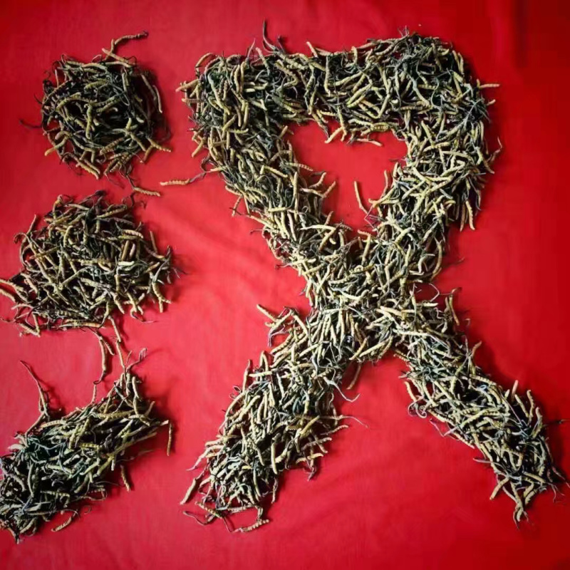 优质黄芪苗，产地直销，质量保证