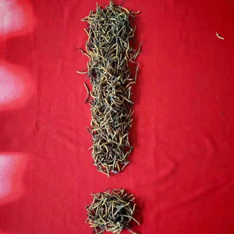 优质黄芪苗，产地直销，质量保证