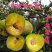【基地直供】四川李子树苗.青脆李树苗.蜂糖李子苗