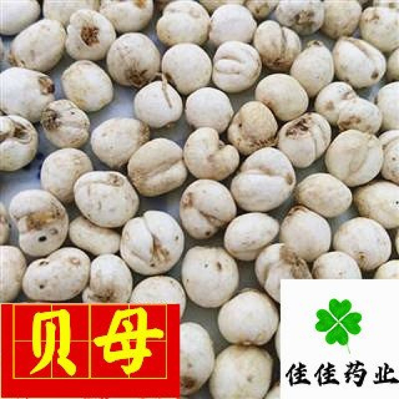 贝母伊贝母选装豆贝母圆球状0.8-1.2实物图