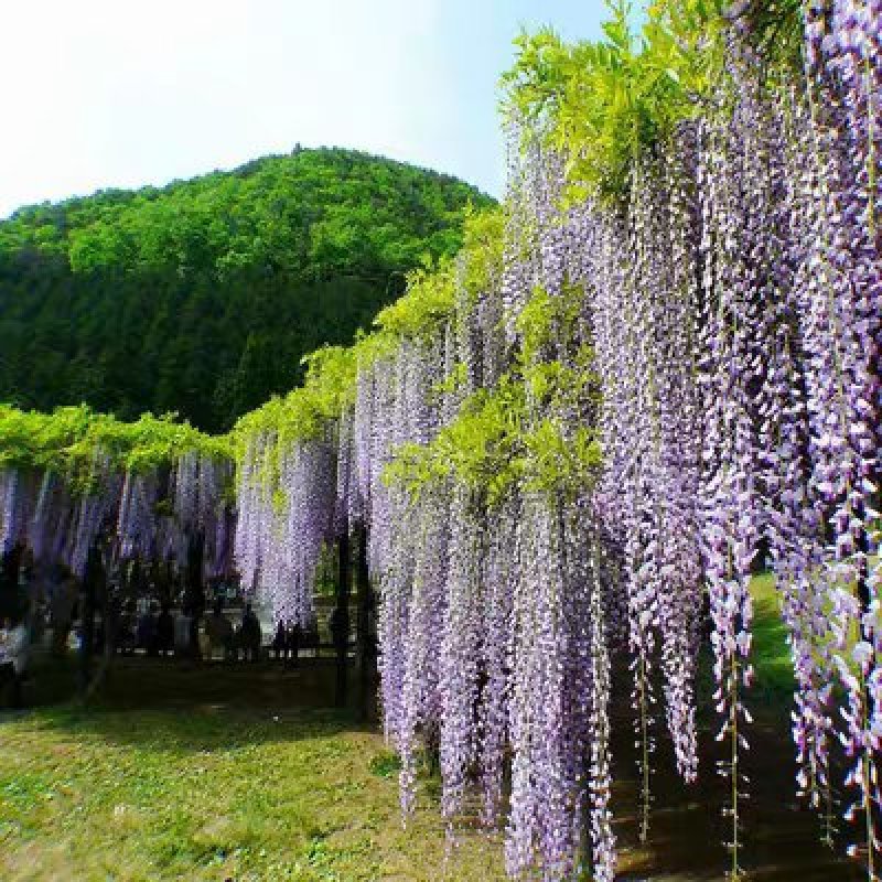 紫藤花苗四季多花盆栽爬藤老桩紫藤树苗走廊围墙庭院紫藤攀援