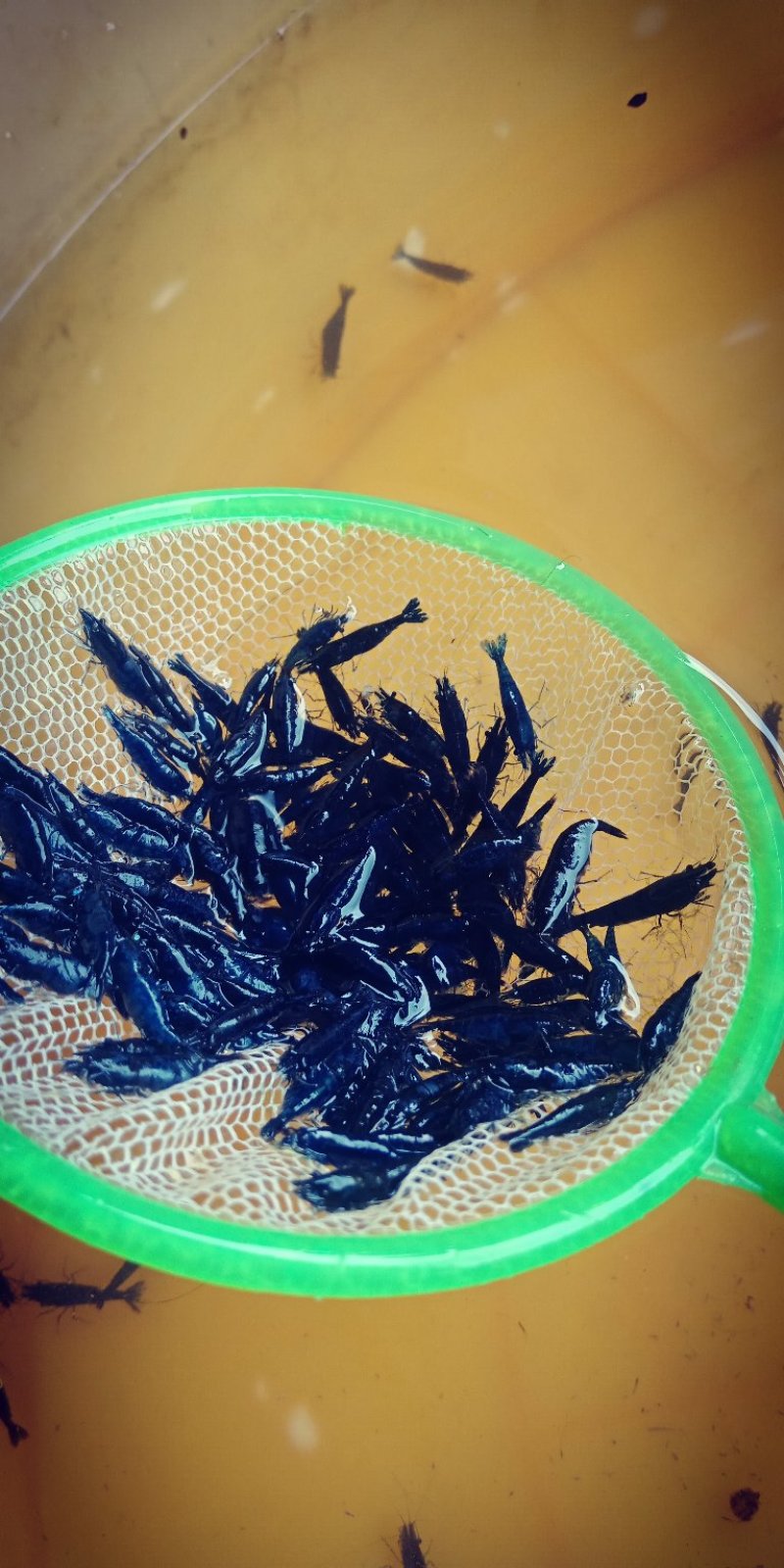 观赏米虾