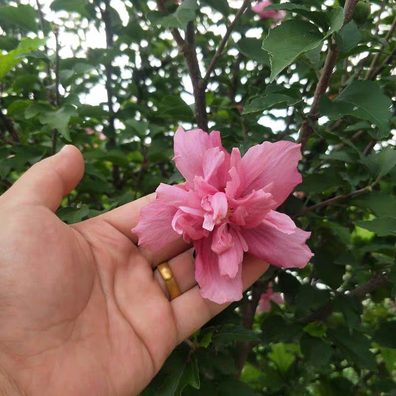 木槿木槿花苗篱笆植物木槿树苗庭院花卉植物木槿地栽苗