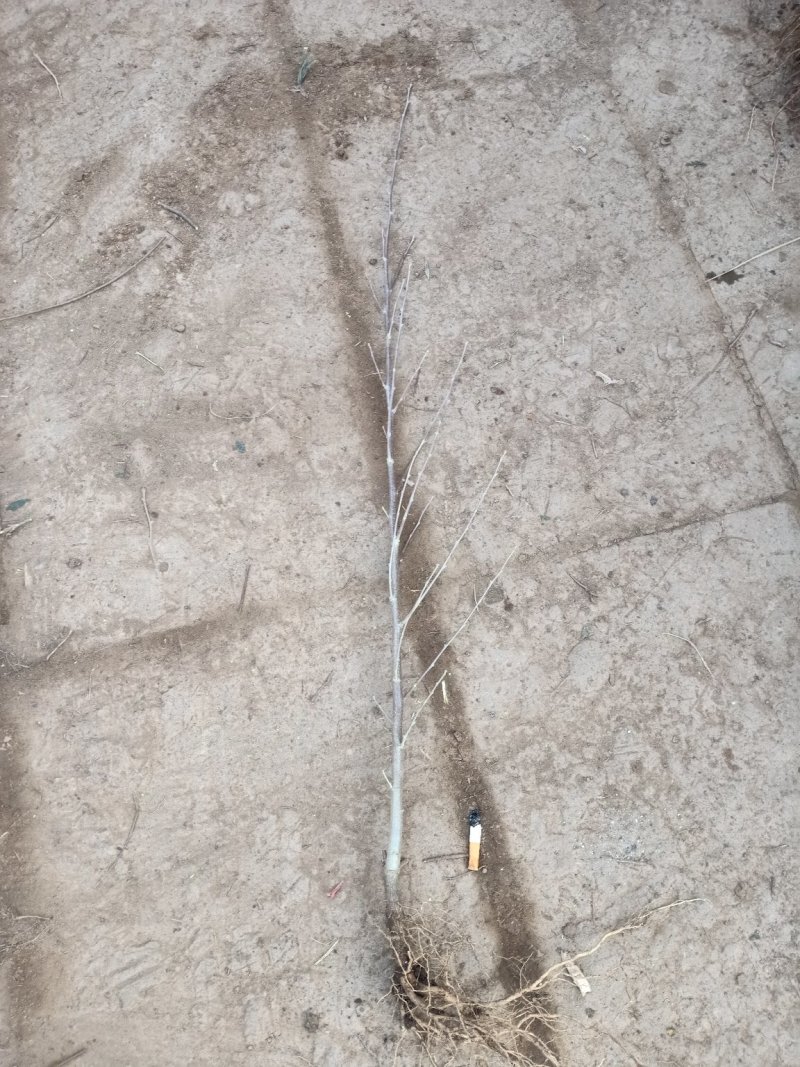 木槿木槿花苗篱笆植物木槿树苗庭院花卉植物木槿地栽苗