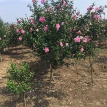 木槿绿化木槿木槿重瓣木槿木槿花树苗木