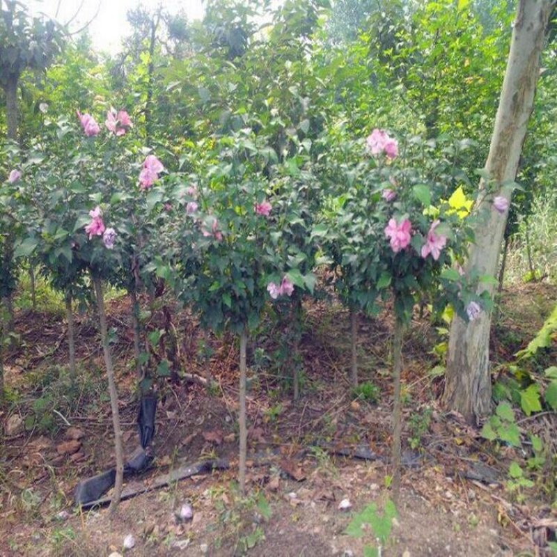 木槿绿化木槿木槿重瓣木槿木槿花树苗木