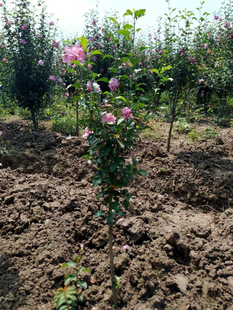 木槿绿化木槿木槿重瓣木槿木槿花树苗木