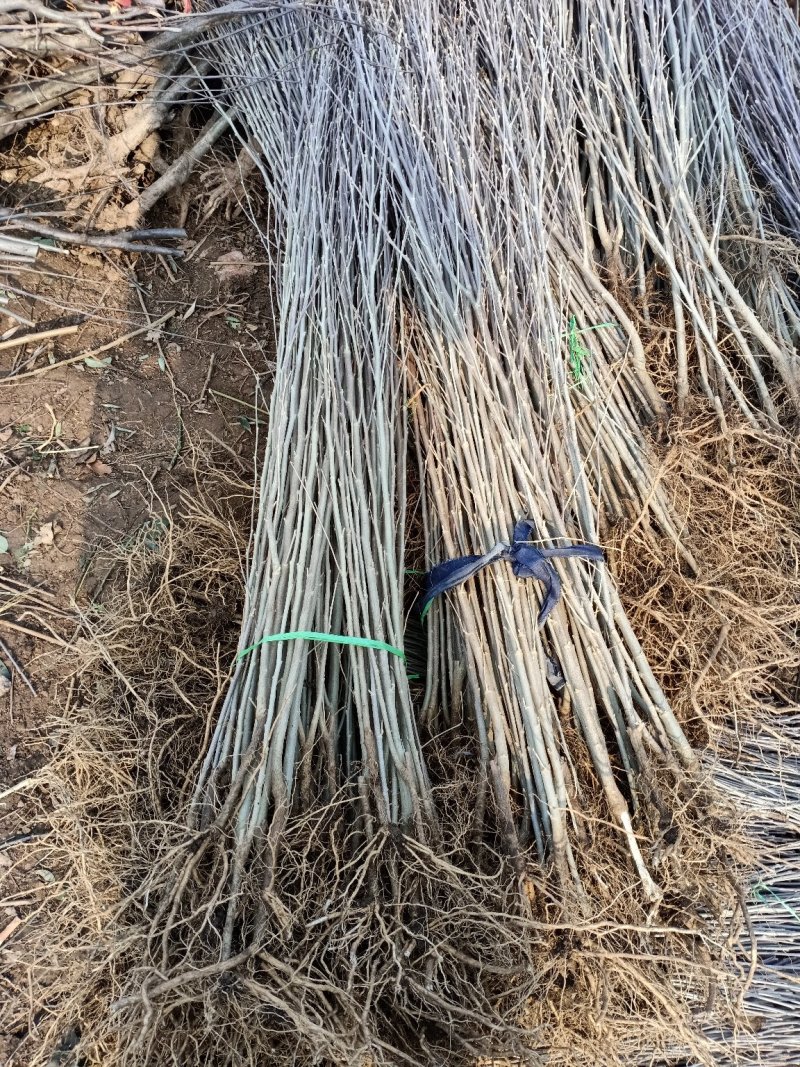木槿绿化木槿木槿重瓣木槿木槿花树苗木