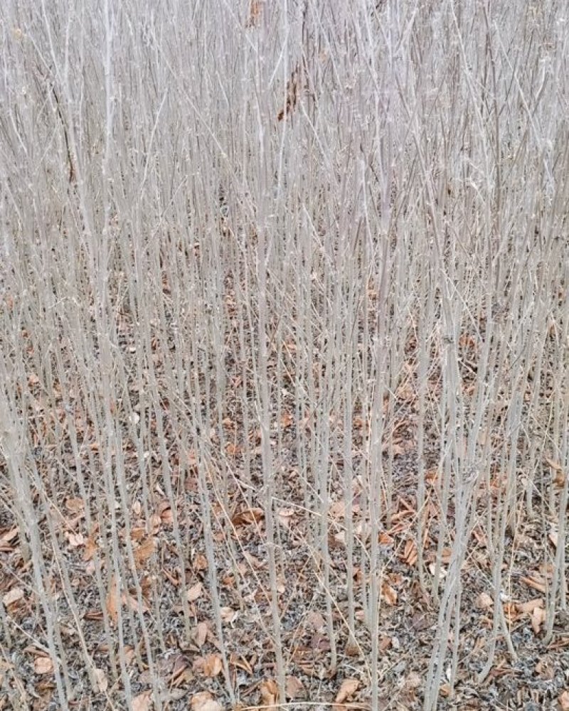 木槿绿化木槿木槿重瓣木槿木槿花树苗木