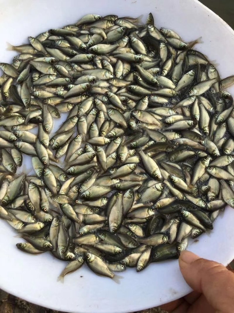 鲫鱼苗批发中科5号鲫鱼苗价格