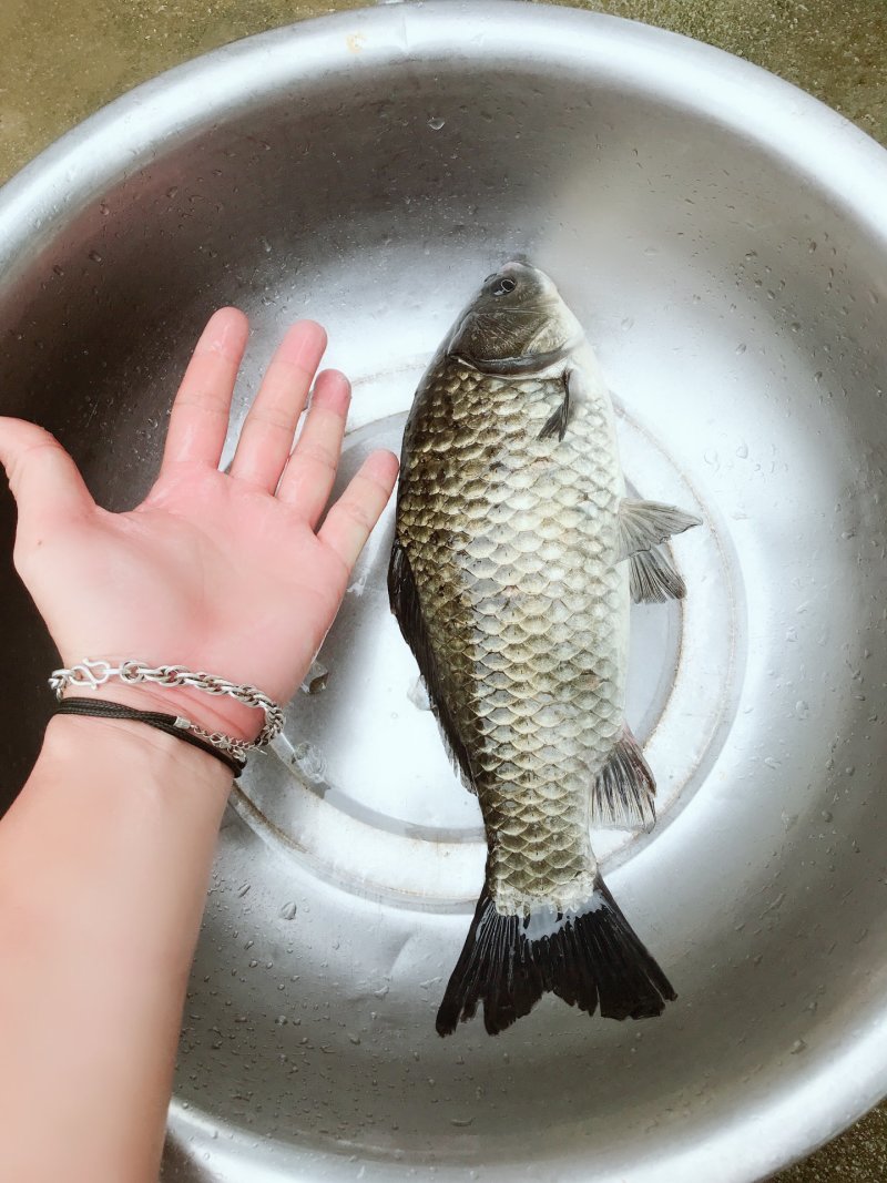 鲫鱼苗批发中科5号鲫鱼苗价格
