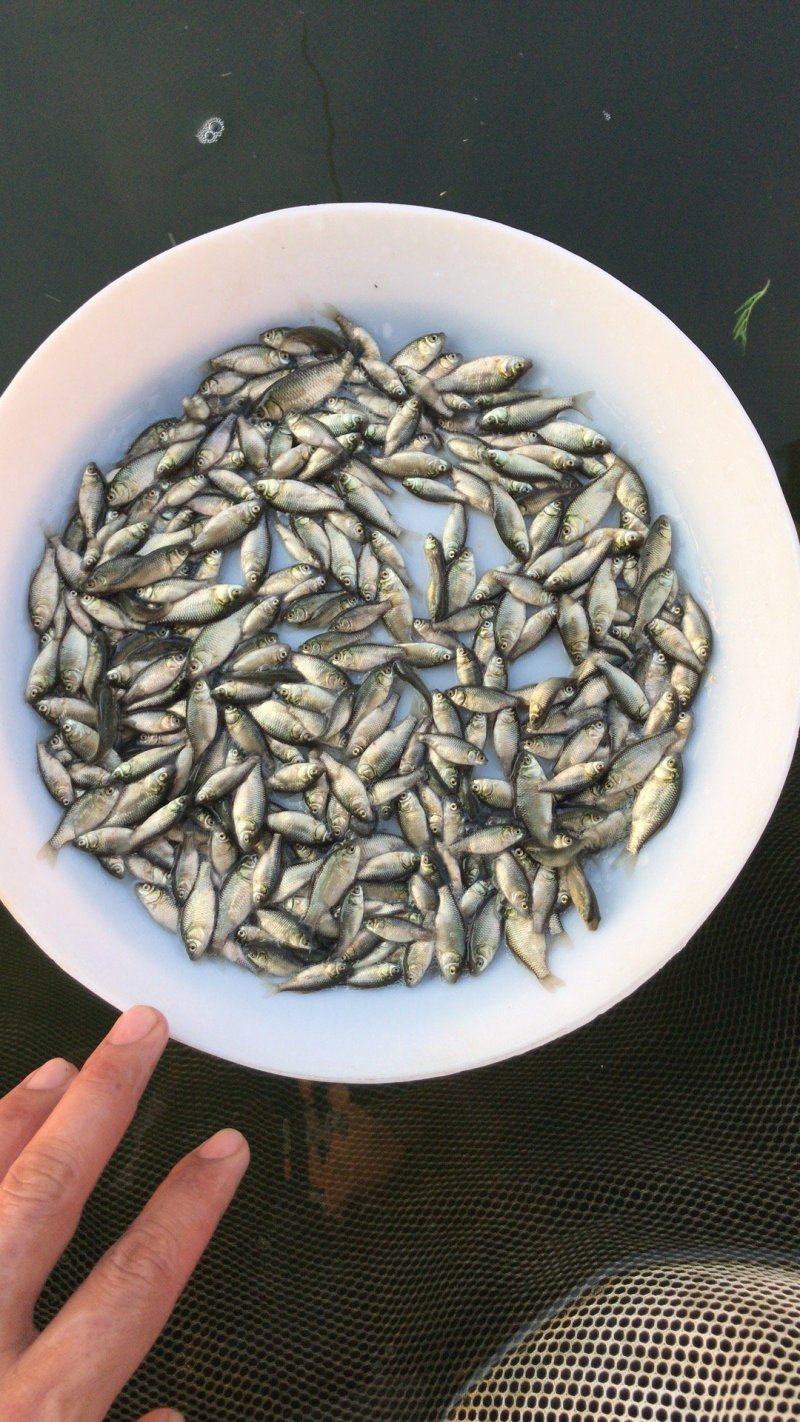 鲫鱼苗批发中科5号鲫鱼苗价格