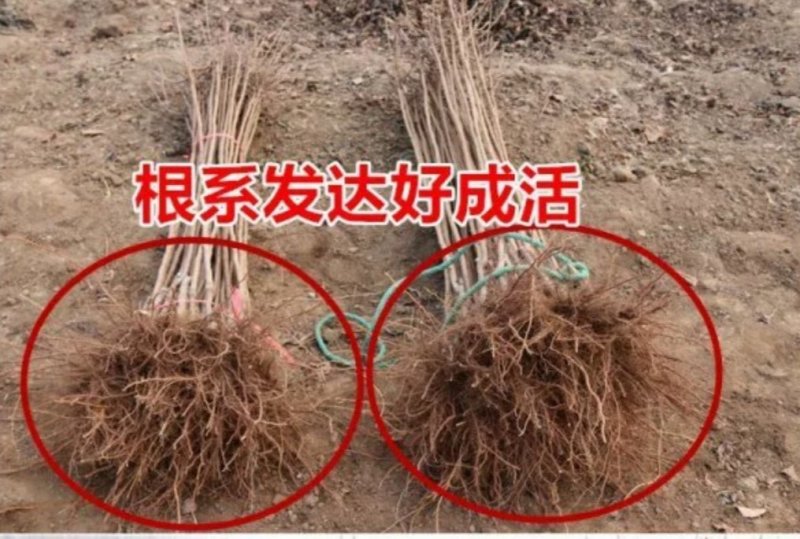 凯特杏树苗嫁接杏树果树苗南北方四季种植当年结果现挖现发