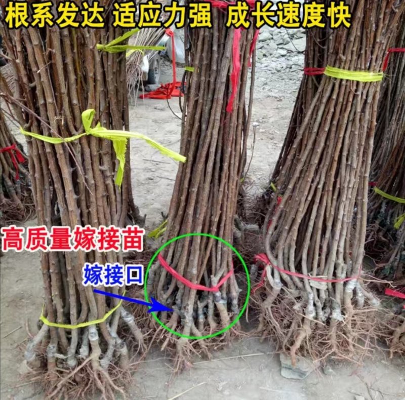 凯特杏树苗嫁接杏树果树苗南北方四季种植当年结果现挖现发