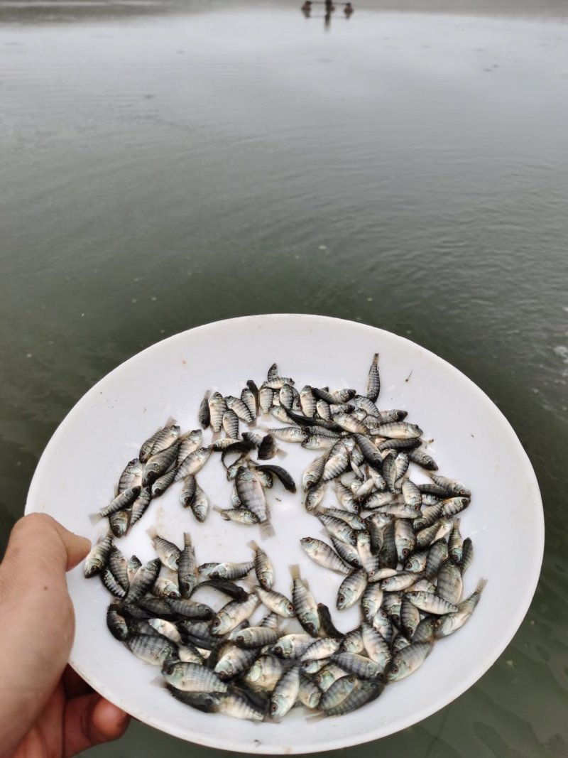 广东罗非鱼苗批发罗非鱼苗价格