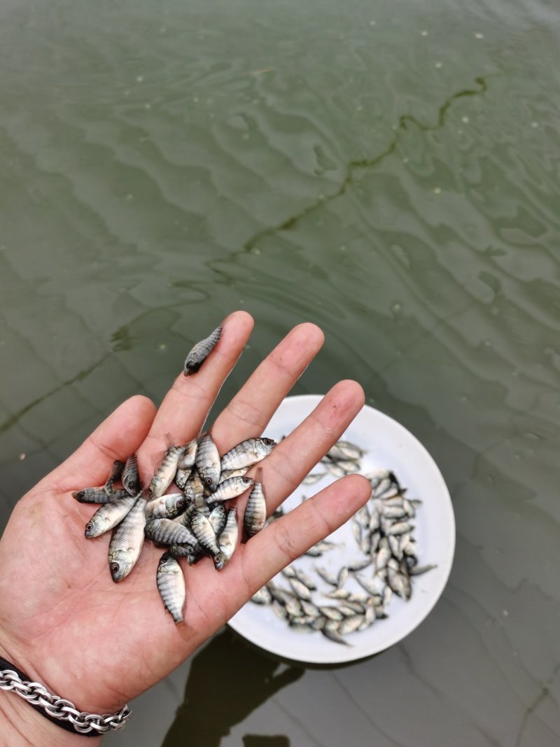 广东罗非鱼苗批发罗非鱼苗价格
