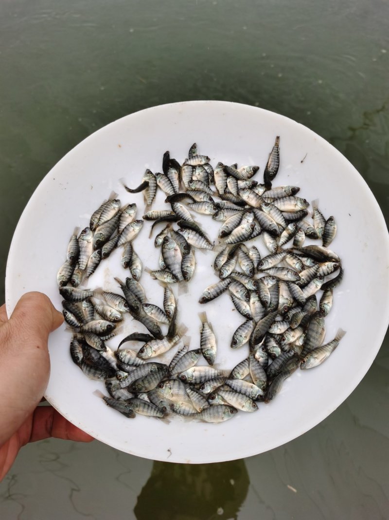 广东罗非鱼苗批发罗非鱼苗价格