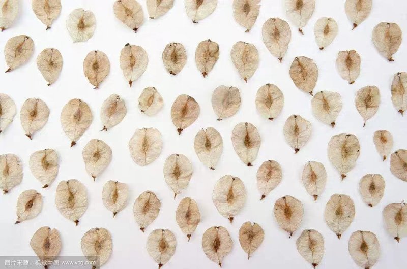 林木种子金叶榆种子白榆家榆榆树种子白榆树种子