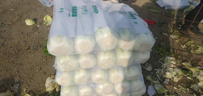 白菜