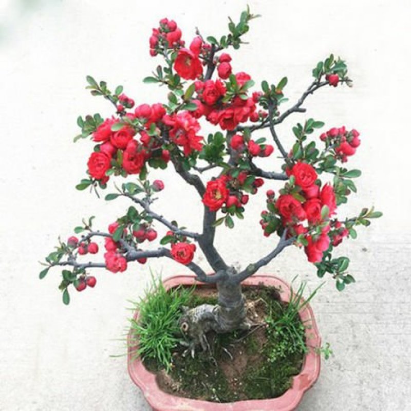 海棠花苗盆景海棠庭院阳台种植观叶观花植物
