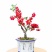 海棠花苗盆景海棠庭院阳台种植观叶观花植物