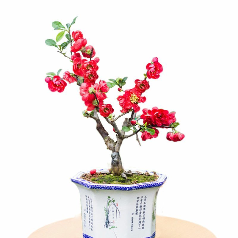 海棠花苗盆景海棠庭院阳台种植观叶观花植物